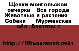 Щенки монгольской овчарки - Все города Животные и растения » Собаки   . Мурманская обл.,Апатиты г.